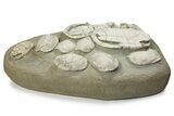 Incredible Fossil Turtle (Emydoidea) Mortality - Nebraska #240381-2